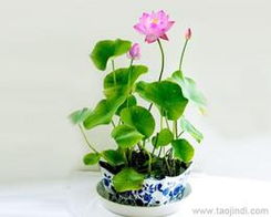 花卉种子 种苗批发 可靠的花卉种子 种苗厂家货源 供应信息