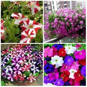 垂吊/彩星矮牵牛种子花种子花籽 花卉种子容易种植 花期长优惠价2.5元,子花种子花籽 花卉种精心为您挑选-麦尔网购导航-网购宝