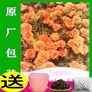 半枝莲种子四季