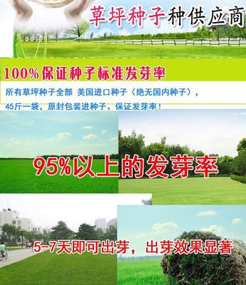 冷季型 四季青 工厂 学校工厂单位企业绿化 进口草坪种子