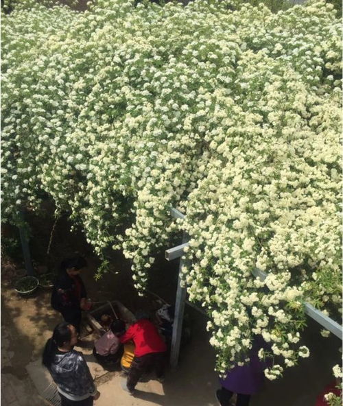 如果有个小院子,开花植物要选它,2年爬满架,开成花瀑布