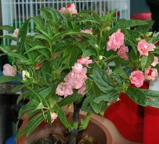这4种花 超耐阴 , 阴凉角落 才好开花,没太阳也能轻松爆盆