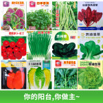 太阳花盆栽夏季阳台庭院耐干花卉 - 盆栽阳台,现售产品