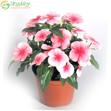 津沽园艺 园艺用品 花肥 红掌晶体营养液 观叶观花植物通用肥料4包 - 京东触屏版