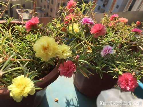 12种花,适合夹缝里养,不占地儿 开花最多