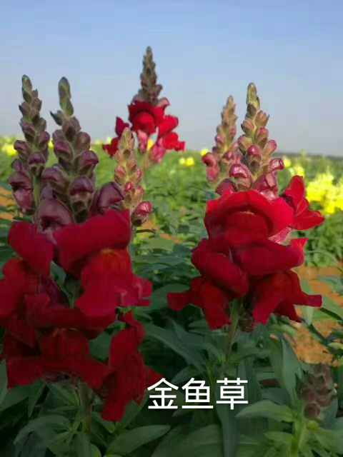 卖金鱼草花卉种子花色美丽