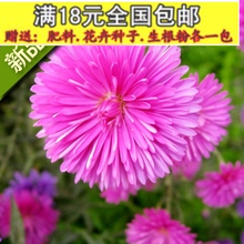【小矮人翠菊种子】最新最全小矮人翠菊种子 产品参考信息