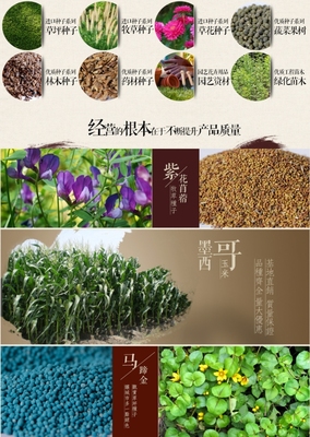 肇庆市生菜种子几月份种