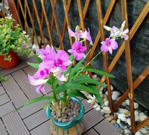 想把花养好,有一种花盆是花卉杀手,别用,不然后患无穷