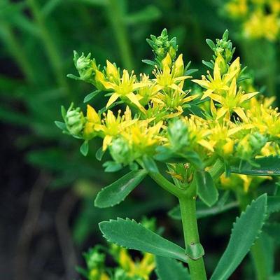 三七景天花卉种子 东北芯彤八宝景天花卉种子基地批发直销