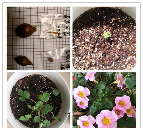 此款盆栽花卉,适合冬天种,丢土里就能活,三季开花,花多易爆盆