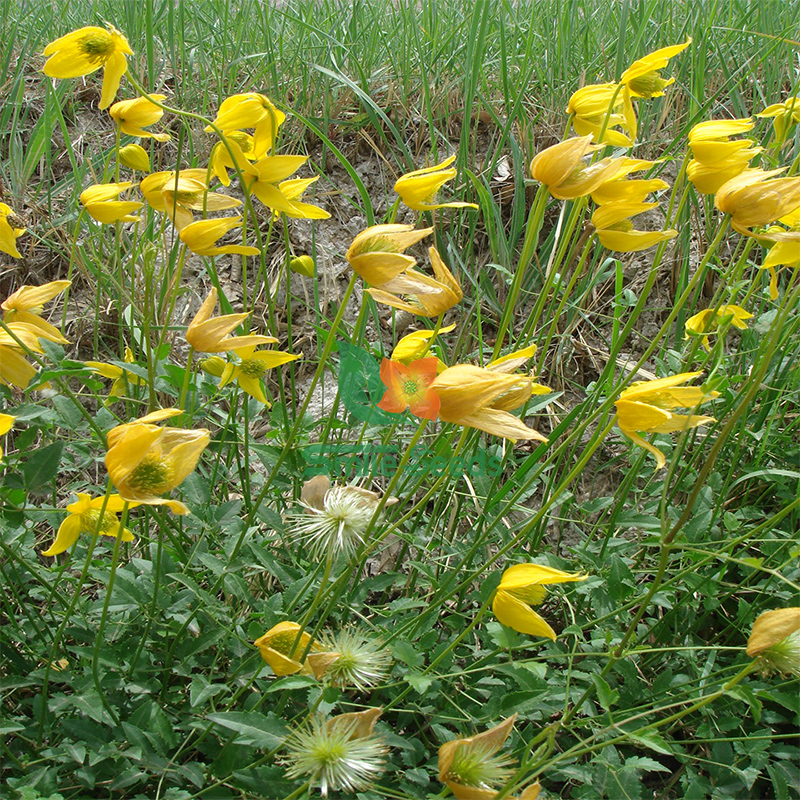 黄花铁线莲花卉种子,多年生草质藤本植物