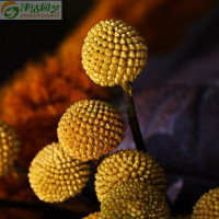 津沽园艺 花卉种子 菊花 金绣球 常春菊 金黄色种子 约80粒【报价大全、价格、商铺】-苏宁易购开放平台