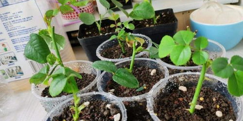 扦插花卉选这两种,一个月就生根,当年就能赏花,老花农都喜欢养