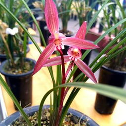 新种西山春剑精品艳丽红花引种苗0起