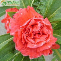 花卉种子 花卉种子 茶花凤仙种子 重瓣凤仙花 庭院植物 可染色【专卖店、旗舰店、报价大全】-苏宁易购开放平台