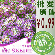 【香雪球种子】最新最全香雪球种子 产品参考信息