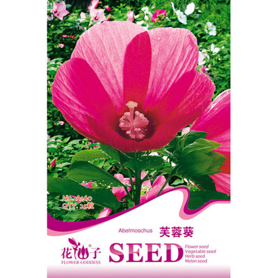 【我要发芽系列】我要发芽 花卉种子 芙蓉葵种子 大花秋葵 美芙蓉 草芙蓉 25粒/包图片,高清实拍图-苏宁易购