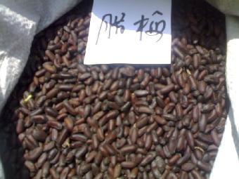 腊梅种子价格_志趣网