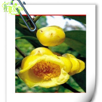 我要发芽 花卉种子 金茶花种子四季播种 颜色绚丽齐全 易种植 5粒/包【专卖店、旗舰店、报价大全】-苏宁易购开放平台