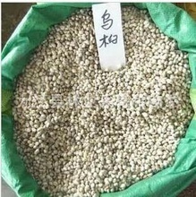 找相似款-供应红叶乌桕绿化苗木花卉销售种子-相似图片