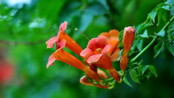 花卉世界 凌霄花 桌面 壁纸 桌面壁