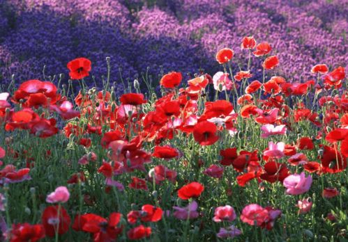 不适合养在家里的两种花卉,有老人孩子的更要注意,美丽隐患并存