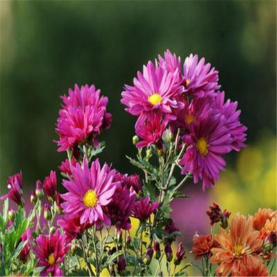 观赏草花 地被菊种子 园林景观花卉 地被菊种子 耐干旱贫瘠土壤