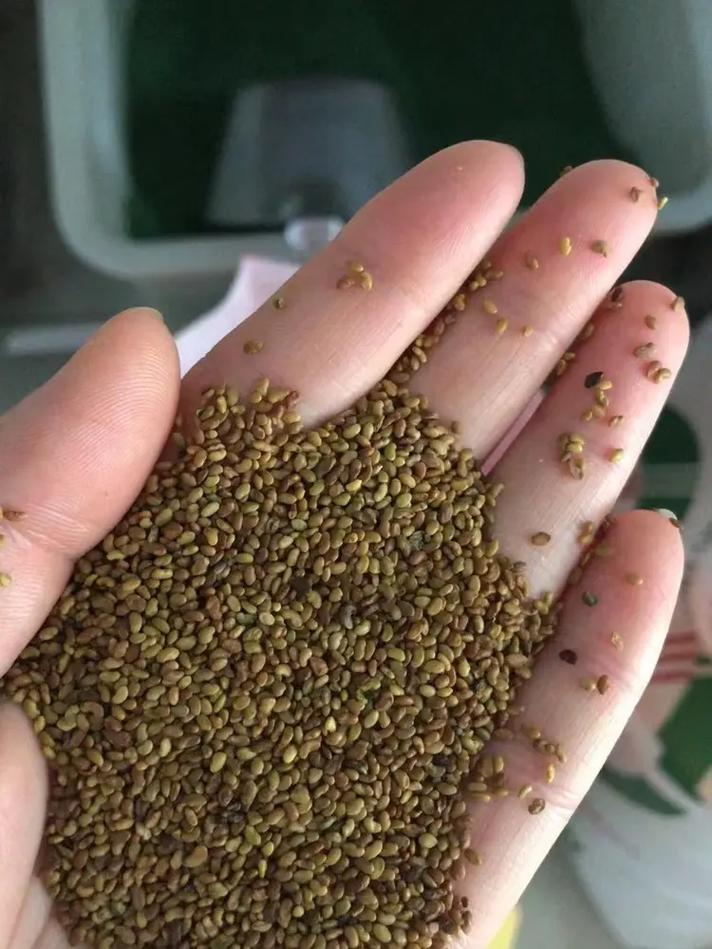 宜宾牡丹花的种子公司,景观花卉种子,花海造景种子,七彩野花组