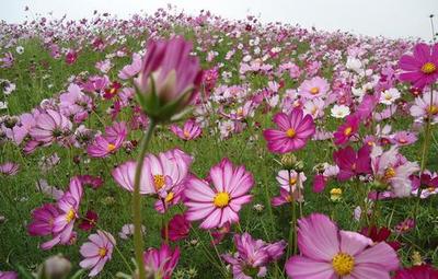 格桑花种子价格