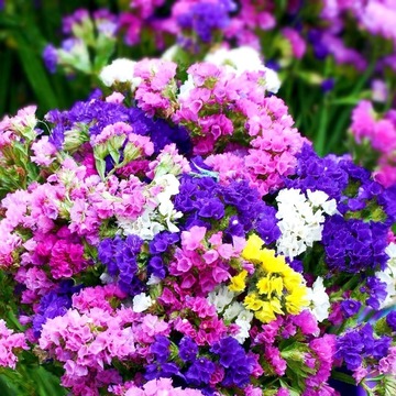 补血草种子花种子 宿根多年生勿忘我种子 盆栽易种植耐寒易种花卉