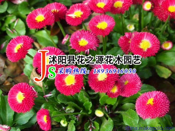 批发精品花卉种籽一串红种子,爆仗红(炮仗红),花色鲜艳花期长