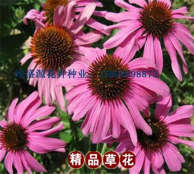 紫花地丁种子亩播量几斤图片_高清图_细节图