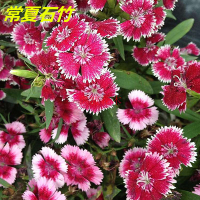 地艺多年生耐寒花卉种子常夏石竹花种子四季种易活矮生地被石.