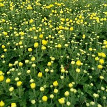 【地被菊种子批发 供应优质花卉种子 量大价格从优图片】地被菊种子批发 供应优质花卉种子 量大价格从优