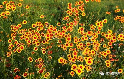 春天来了,花卉种子该播种啦