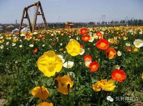 40多种可以做花海 花田的花卉种子,你认识几种