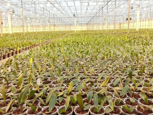 提前招生 江苏省 定制村干 培育工程