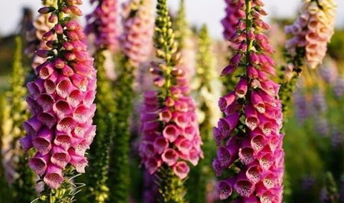 很难被忽视的毛地黄花,花朵庄严而美丽,种院子里不惹人注意都难