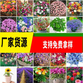 花卉金盏菊种子