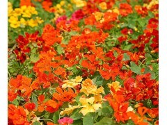 大花萱草什么时候播种|花卉种子|花卉盆景|供应信息|597苗木网