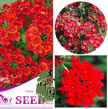 【美女樱盆栽】最新最全美女樱盆栽 产品参考信息