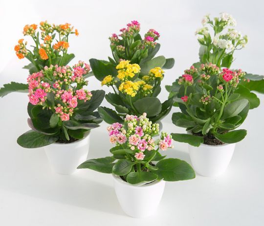 长寿花做好几点 很快叶子绿油油开花到爆盆,花期能开大半年