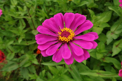 花卉种子发芽适宜温度是多少?