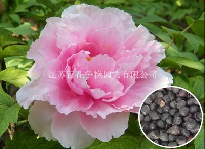 牡丹种子江苏宿迁苗木种子,花卉种子,林木种子,造林种子,草坪种子,地被种子,护坡种子,果树种子-江苏百花争艳园艺商铺供应列表-第1页