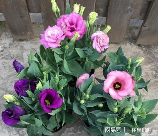 日本桔梗花 从世博荣耀到家庭园艺新宠