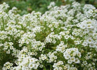 江苏批发优质香雪球种子 混色与白色品种全解析