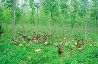 农村创业新机遇 花卉种子项目的广阔前景