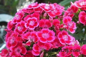 五彩石竹 长不高的花卉种子，价格亲民宜栽培