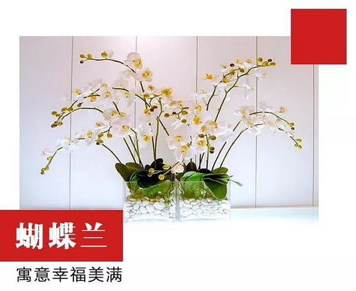 2018上海年宵花市 花卉种子的魅力与选择